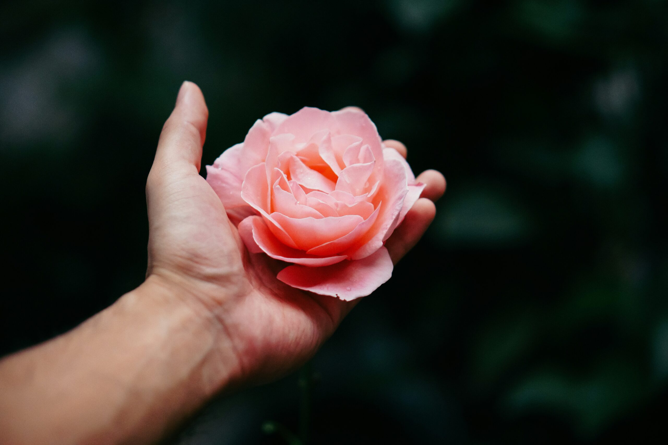 Mains tendue avec un fleur de rose dans sa paume